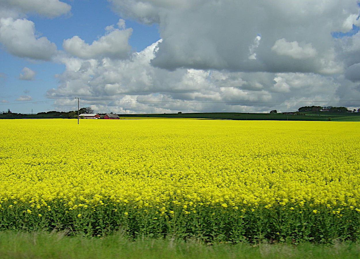 Conheça aqui o Sistema de cultivo da canola no Cerrado brasileiro