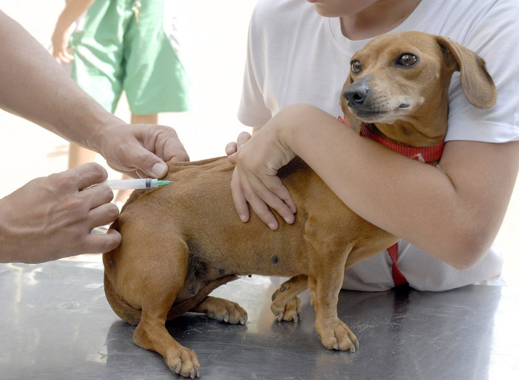 Campanha de Vacinação antirrábica em Natal prossegue até o dia 30 de Setembro