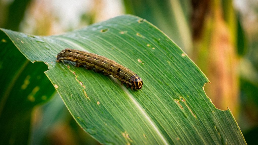 Embrapa: A lagarta-do-cartucho, é a praga mais relevante do milho no Brasil